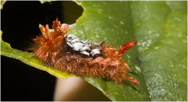 IMG 7992 Caterpillar