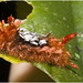 IMG 7992 Caterpillar