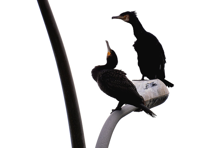 Cormorans à Saint Valery en Caux (76)