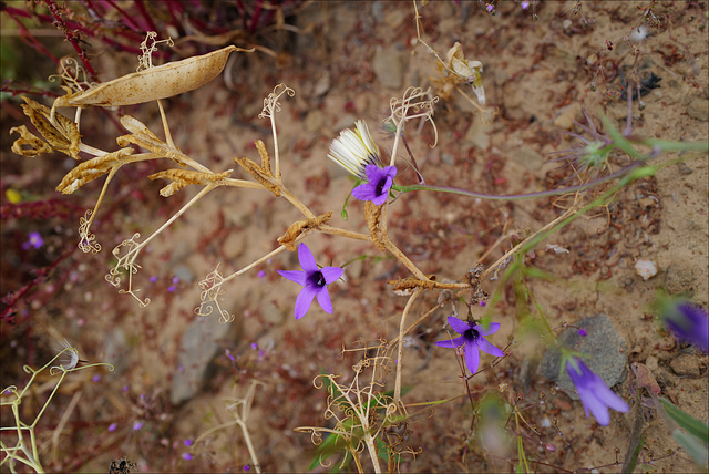 Campanula lusitanica among the peas, Penedos