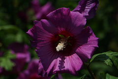 Hibiscus