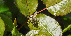 20230713 1738CPw [D~LIP] Rose (Rosa agg), Sandbiene (Andrena flavipes), Bad Salzuflen