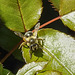 20230713 1738CPw [D~LIP] Rose (Rosa agg), Sandbiene (Andrena flavipes), Bad Salzuflen