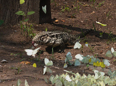 EF7A2737 Argentine White Back Tegu