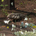 EF7A2737 Argentine White Back Tegu