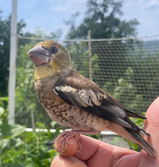 Kernbeißer (Coccothraustes coccothraustes)