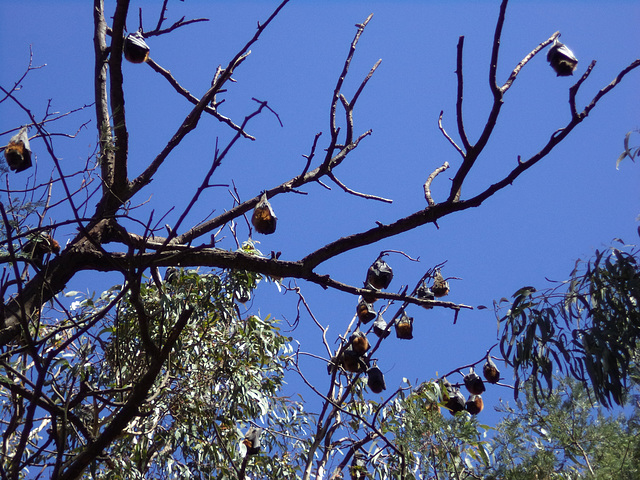 flying foxes at Yarra Bend