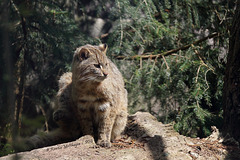 Amurkatze (Zoo Augsburg)