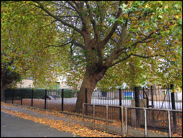 school playground trees