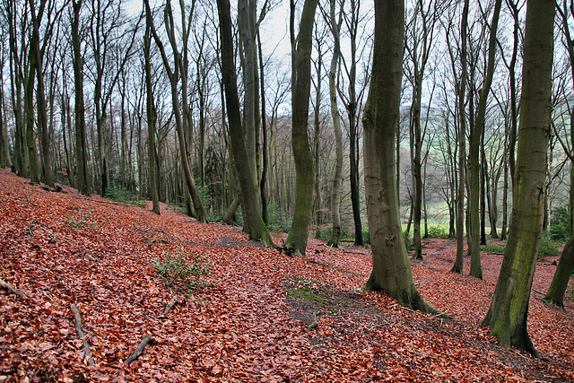 Im Wald auf der Hölter Egge (Sprockhövel) / 24.12.2017