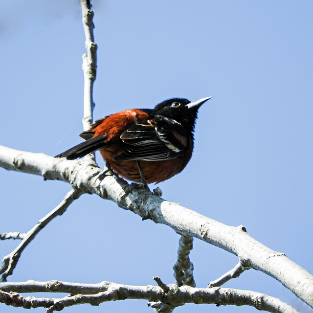Orchard Oriole, Pt Pelee area