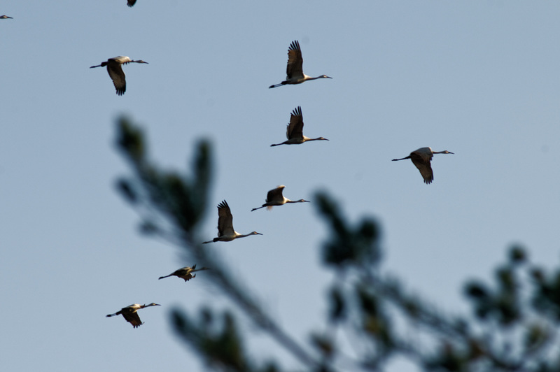 Sandhill Cranes