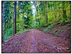 Südl. Schwarzwald