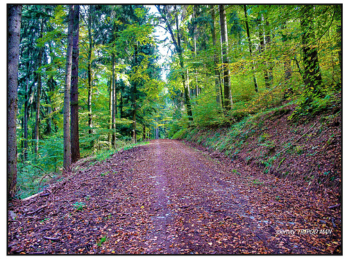 Südl. Schwarzwald