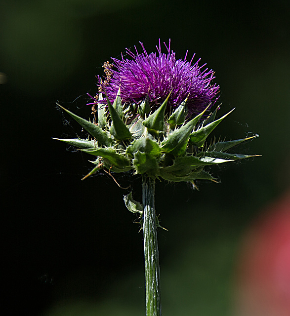 20200527 3889VRAw [D~LIP] Mariendistel, UWZ, Bad Salzuflen