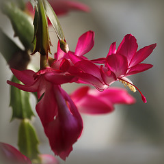 Schlumbergera