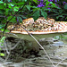 The largest mushroom, ca. 16-20 inches dia.