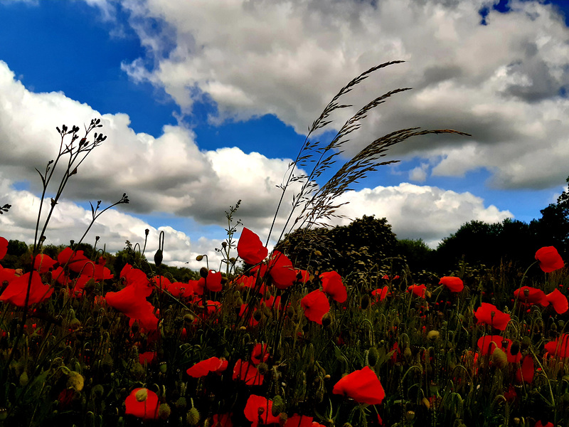 Belle semaine