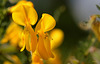 Cytisus scoparius, le genêt à balai