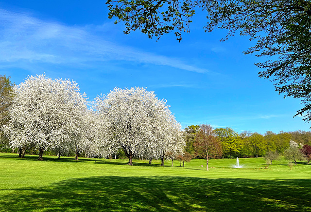 Frühling am Golfplatz