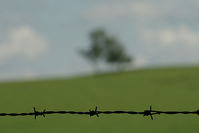 Happy Depth of Field Fence Friday