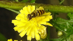 20230713 1748CPw [D~LIP] Jakobs-Greiskraut, Kleine Schebfliege (Syrphus vitripennis), Bad Salzuflen