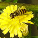 20230713 1748CPw [D~LIP] Jakobs-Greiskraut, Kleine Schebfliege (Syrphus vitripennis), Bad Salzuflen