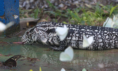 EF7A2752 Argentine White Black Tegu