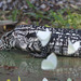 EF7A2752 Argentine White Black Tegu