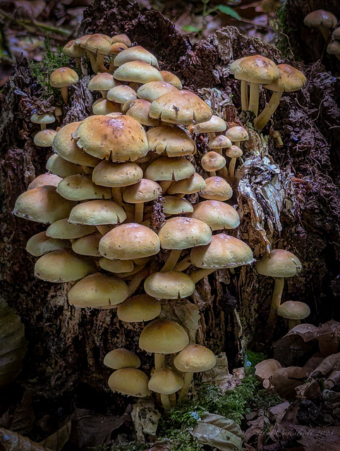 Sulphur Tuff - Pixel 7 Pro