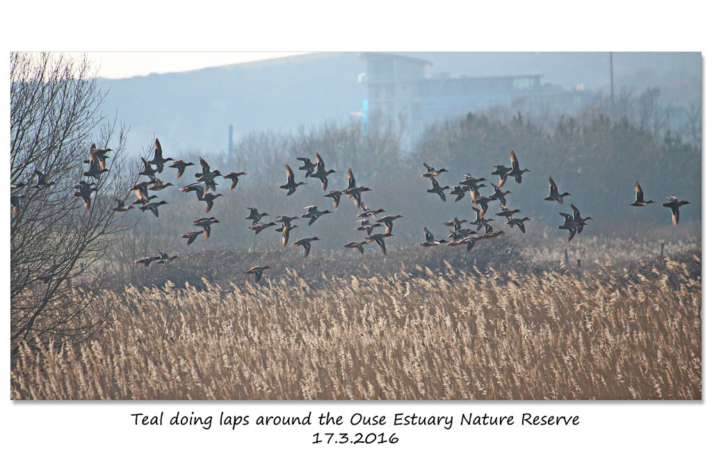 Teal doing laps around Ouse Estuary Nature Reserve Denton - Sussex - 17.3.2016