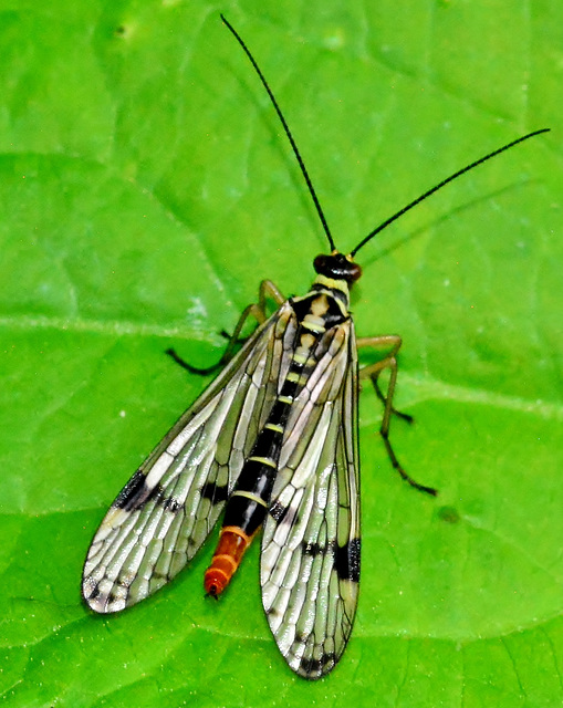 Scorpion Fly. Female