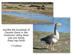 Grey Lag Goose - Cuckmere valley - Exceat - 7.9.2016