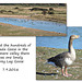 Grey Lag Goose - Cuckmere valley - Exceat - 7.9.2016