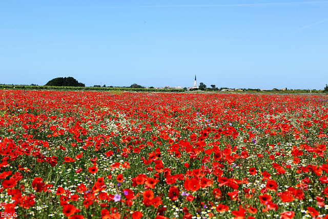 île de Ré, le clocher d'Ars et ses coquelicots