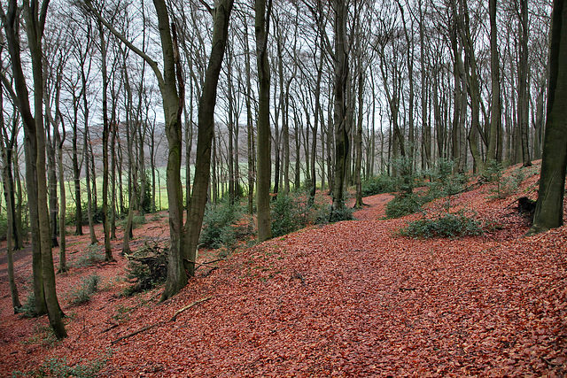 Im Wald auf der Hölter Egge (Sprockhövel) / 24.12.2017