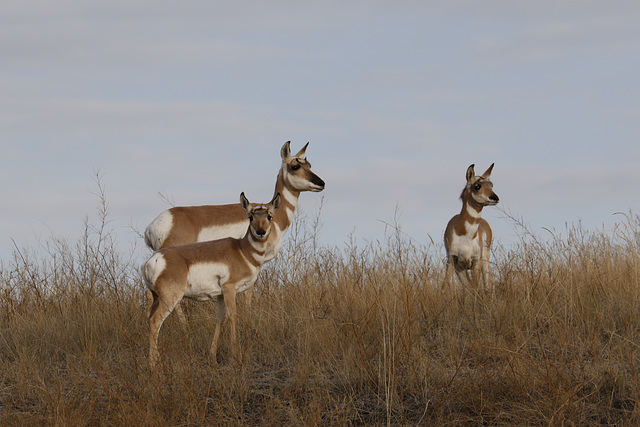 Pronghorns