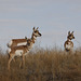 Pronghorns