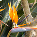 19 BGD  Paradiesvogelblume - Strelitzia reginae