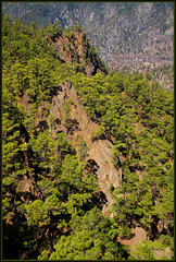 Kiefernwald an der Cumbrecita (PiP)