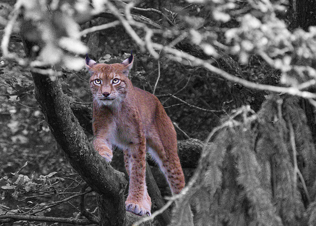 Lux im  Hochwildschutzpark Hunsrück in Rheinböllen