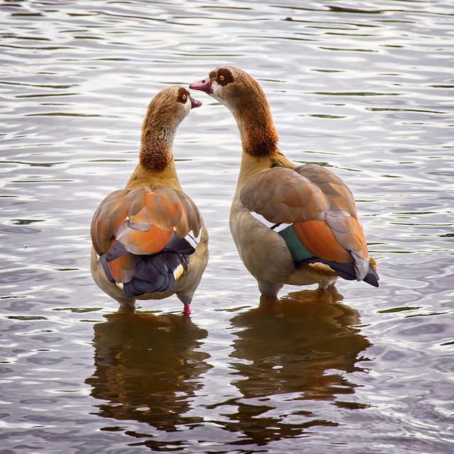 Egyptian Geese