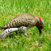 Northern Flicker