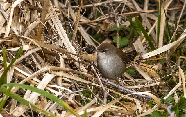 Cetti's warbler