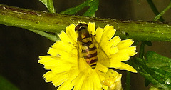 20230713 1749CPw [D~LIP] Jakobs-Greiskraut, Kleine Schebfliege (Syrphus vitripennis), Bad Salzuflen