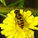 20230713 1749CPw [D~LIP] Jakobs-Greiskraut, Kleine Schebfliege (Syrphus vitripennis), Bad Salzuflen