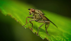 Die Gelbe Dungfliege (Scathophaga stercoraria) kam angeflogen :)) The yellow dung fly (Scathophaga stercoraria) came flying :)) La mouche jaune du fumier (Scathophaga stercoraria) est venue voler :))