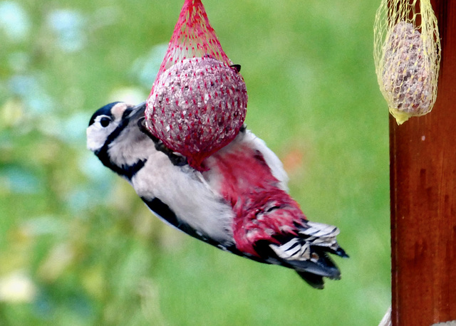 Der Specht kommt früh