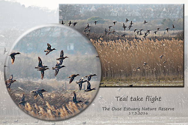 Teal take flight Ouse Estuary Nature Reserve - Denton - Sussex - 17.3.2016