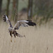 EF7A6471marshharriertakingoff